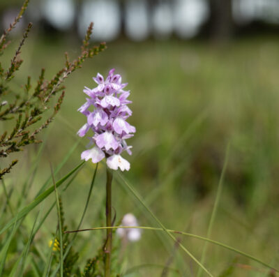 Important car parking update for New Forest Commoners