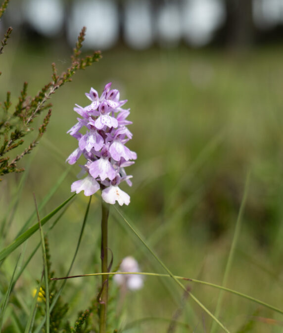 Important car parking update for New Forest Commoners