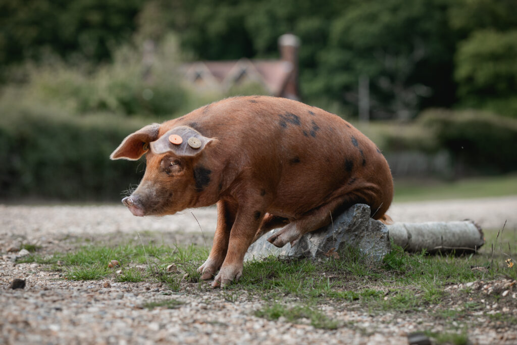 Panage pig sitting back on a rock