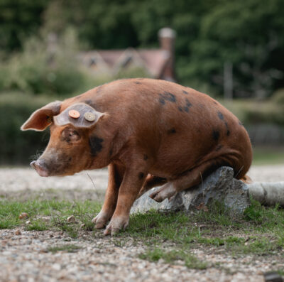 Bumper acorn crop expected as New Forest pannage season dates confirmed