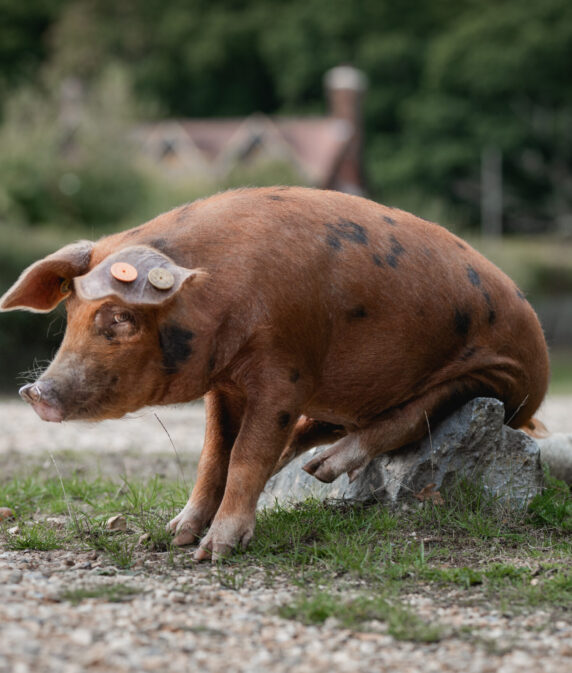 Bumper acorn crop expected as New Forest pannage season dates confirmed