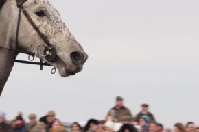 New Forest Point to Point 2017