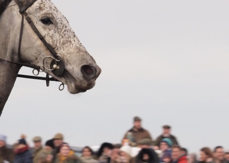 New Forest Point to Point 2017