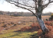 Consultation on the allocation of land on the New Forest common for the Basic Payment Scheme