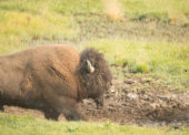 Rewilding the New Forest?