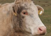 A parasite found in dog faeces has been attributed to several cows aborting their calves