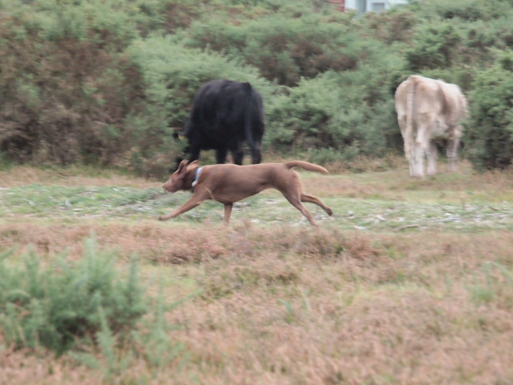 New Forest commoners advised to remove cattle horns Real New Forest