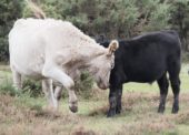 New Forest commoners advised to remove cattle horns