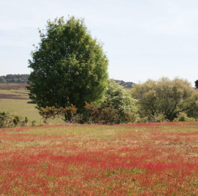 Applications open to work for The Foundation for Common Land