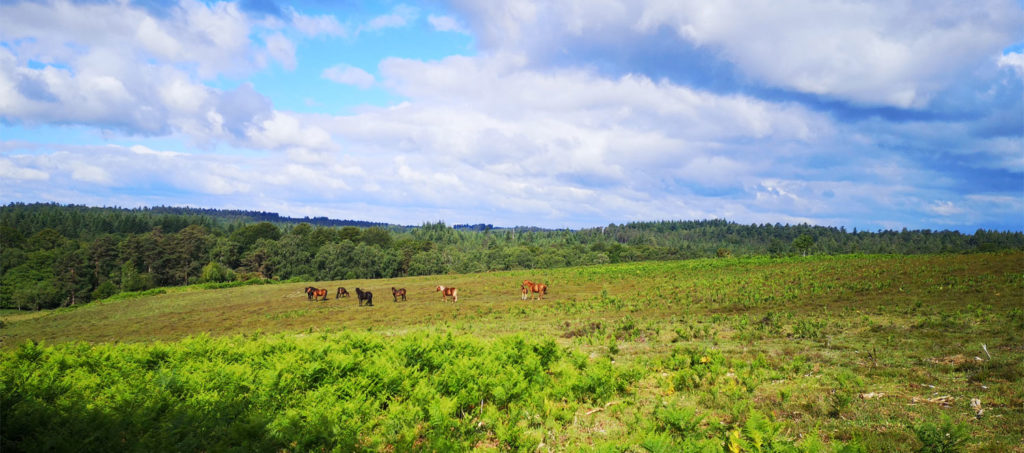 New Forest ponies