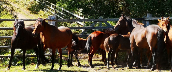 New Forest ponies