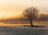 Happy New Year to New Forest CDA members