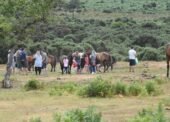 Watchdog charity appeals for help with New Forest byelaws survey