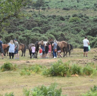 Watchdog charity appeals for help with New Forest byelaws survey