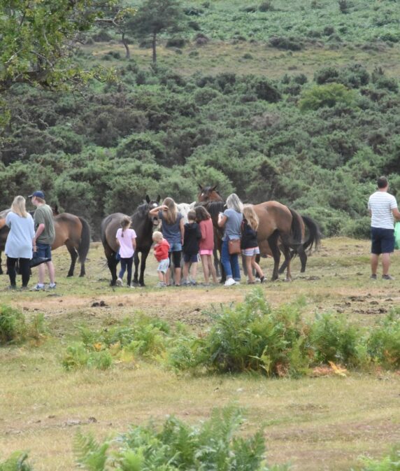 Watchdog charity appeals for help with New Forest byelaws survey