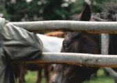 Membership fees reminder for New Forest CDA