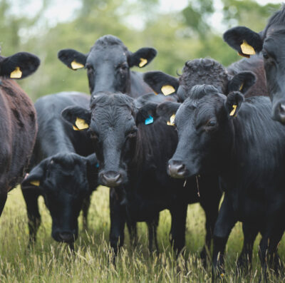 Win big by supporting the New Forest Trust