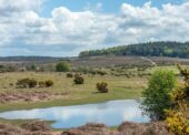 Commoners urged to have their say on New Forest’s future
