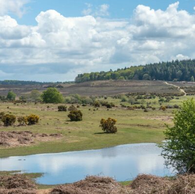 Insurance updates and advice for New Forest commoners