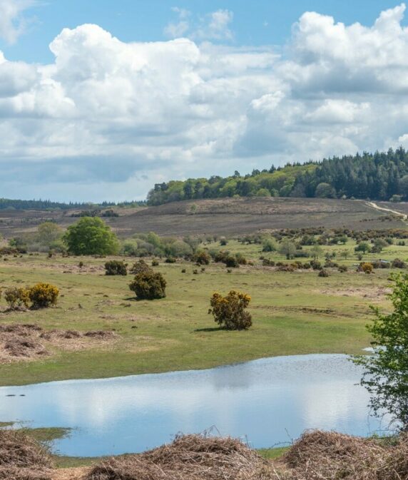 Insurance updates and advice for New Forest commoners