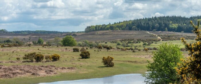 A pond in the foreground and countryside in the background with blue skies