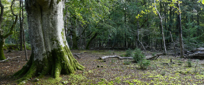 A tree in the New Forest