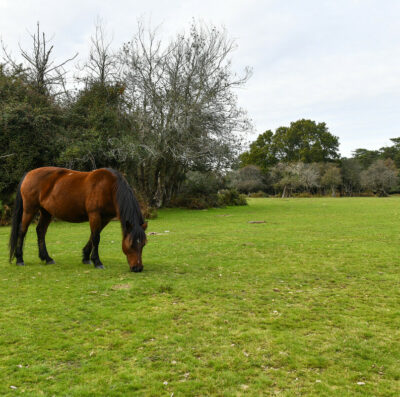 Report reveals rising demand and limited supply of back-up grazing land for New Forest commoners