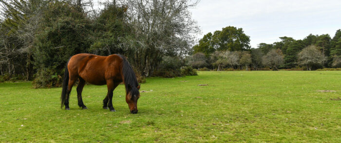 A pony grazing in the New Forest