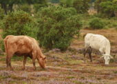Funding secured to vaccinate New Forest cattle