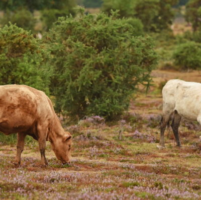 New Forest Show cattle classes announced