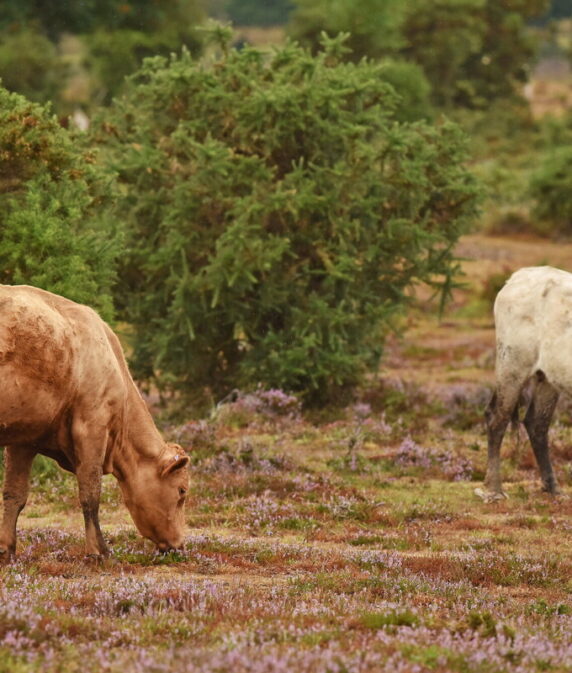 New Forest Show cattle classes announced