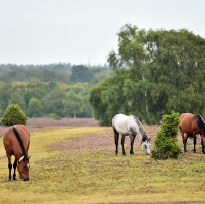 Date set for 2026 New Forest Commoners’ Defence Association AGM