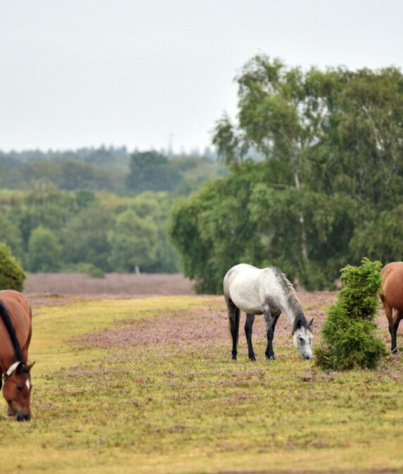 Date set for 2026 New Forest Commoners’ Defence Association AGM