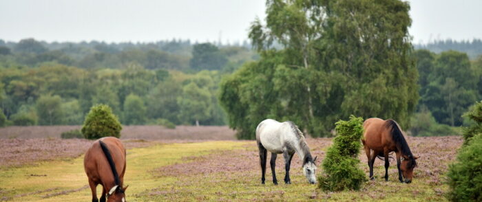 Ponies grazing in the New Forest