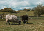 Bluetongue Virus warning to New Forest commoners
