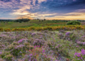 The perfect read for a better understanding of the New Forest
