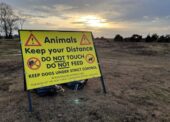 How salt licks, signs and fences are helping keep New Forest livestock safe
