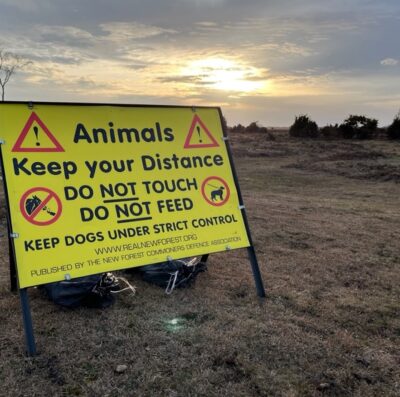 How salt licks, signs and fences are helping keep New Forest livestock safe