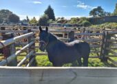 New Forest Livestock Society – 2025 sale dates