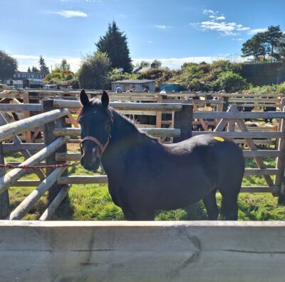 Beaulieu Road pony sales dates revealed