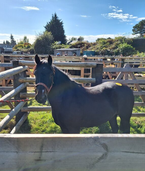 Beaulieu Road pony sales dates revealed