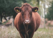 Information evening for New Forest cattle owners