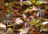Rare species recorded in New Forest restoration project