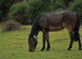 Reflective collars for New Forest livestock among projects celebrated in HLS scheme