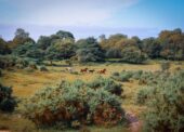 Annual General Meeting for New Forest CDA