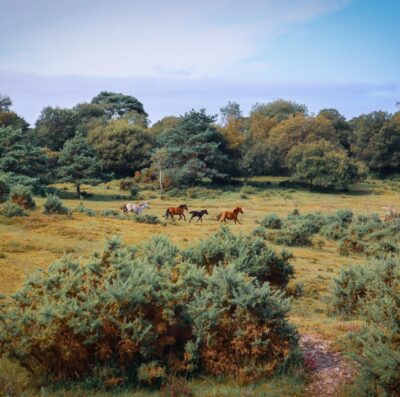 Annual General Meeting for New Forest CDA