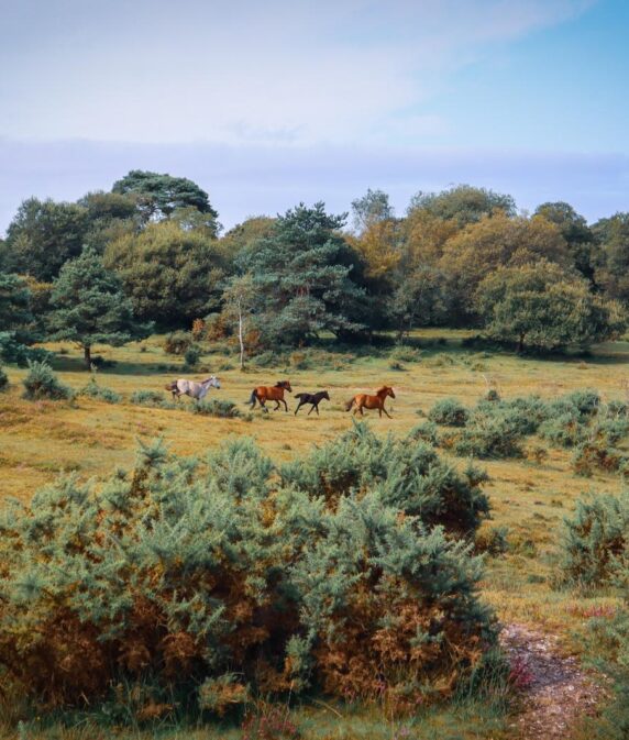 Annual General Meeting for New Forest CDA