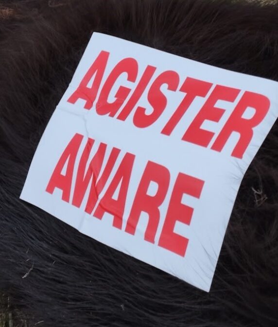 ‘Deeply distressing’ – New Forest CDA reaction as animal accidents increase in 2025