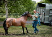 Stallions to be turned out on the New Forest for six weeks
