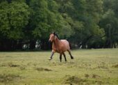 Behind the scenes ahead of New Forest stallion inspection 2025